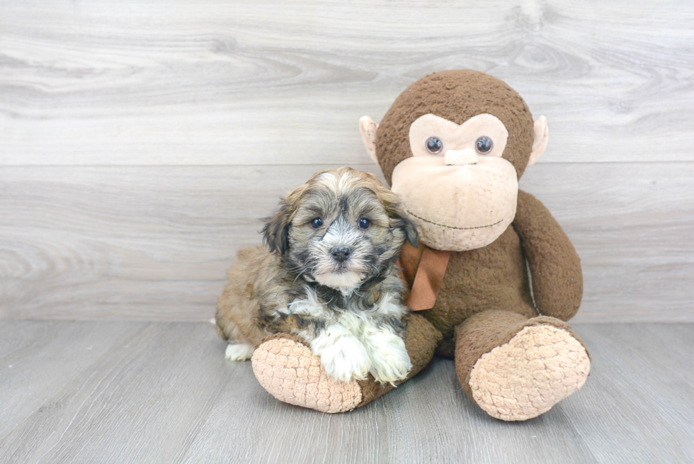 Smart Havanese Purebred Puppy