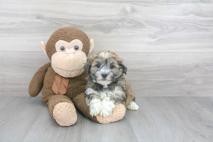 Havanese Puppy for Adoption