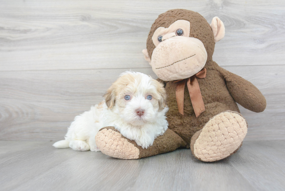 Little Havanese Purebred Pup