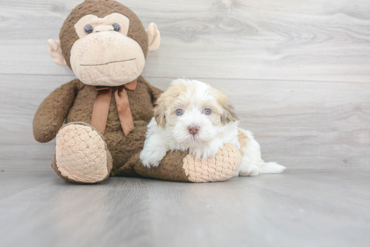 Havanese Pup Being Cute