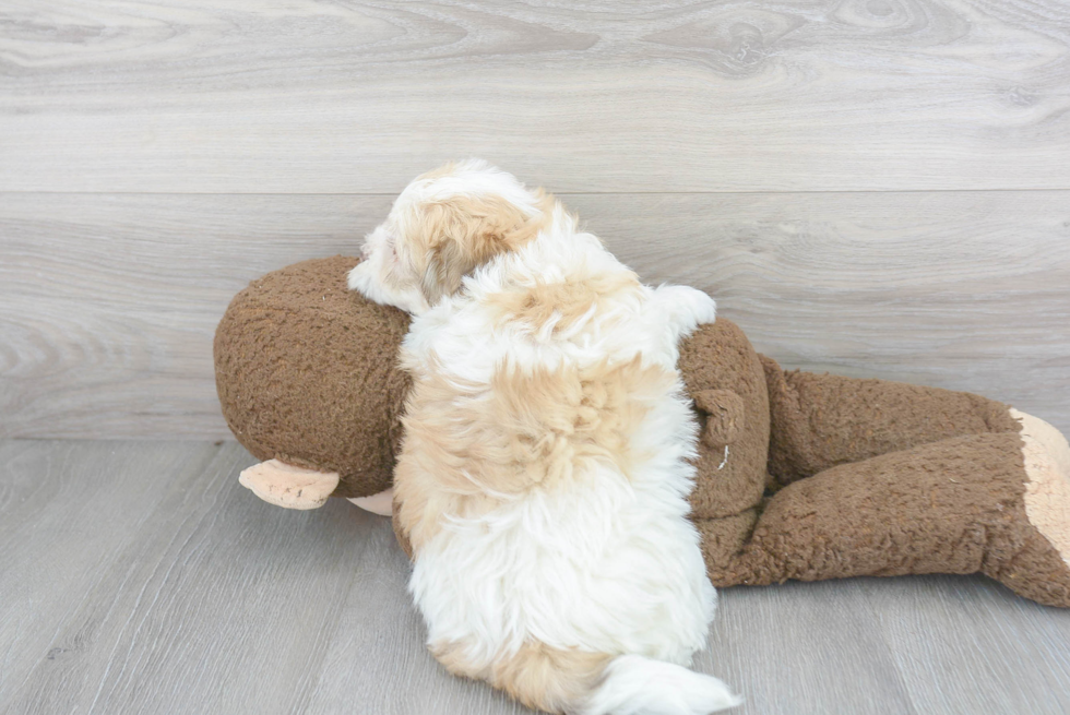 Havanese Pup Being Cute