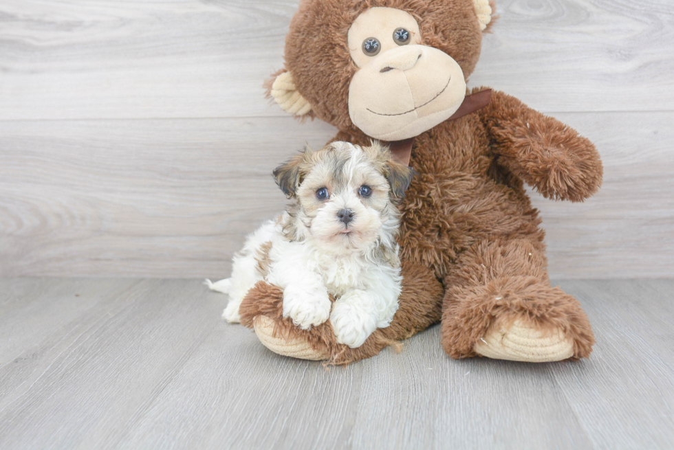 Playful Havanese Baby