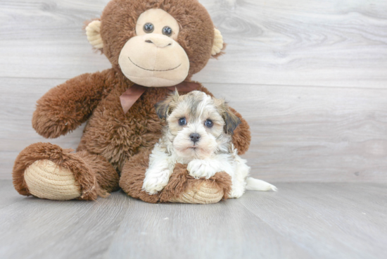 Akc Registered Havanese Baby