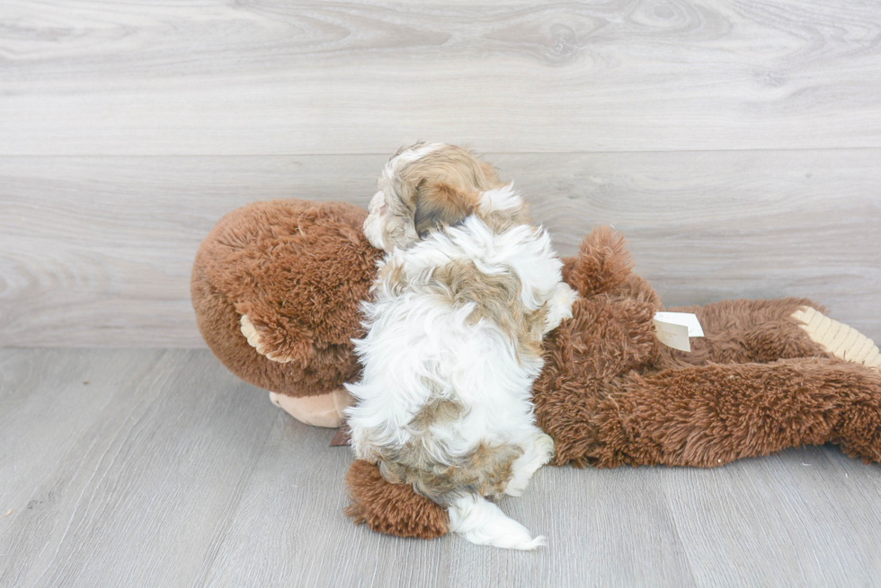 Petite Havanese Purebred Puppy