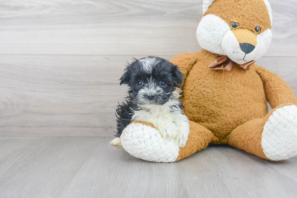 Best Havanese Baby