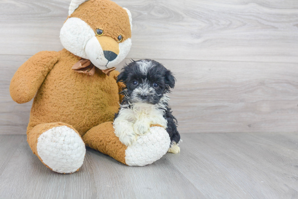 Sweet Havanese Purebred Puppy