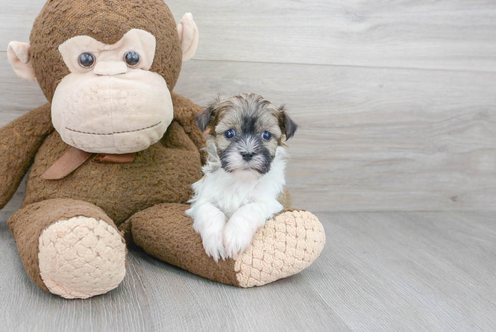 Havanese Puppy for Adoption