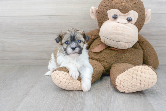 Playful Havanese Baby