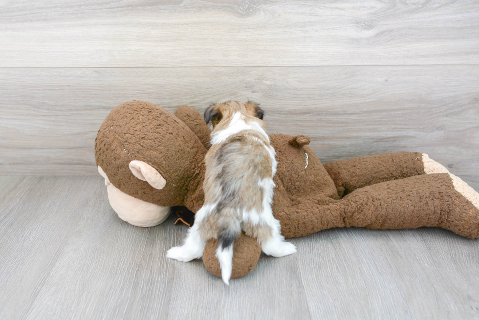 Happy Havanese Purebred Puppy