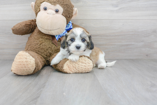 Little Havanese Purebred Pup