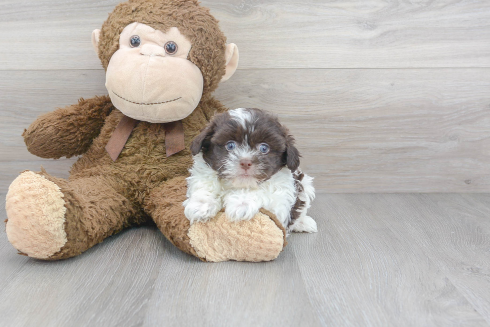 Popular Havanese Purebred Pup