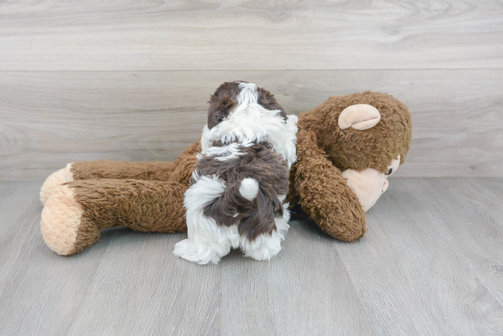 Small Havanese Baby