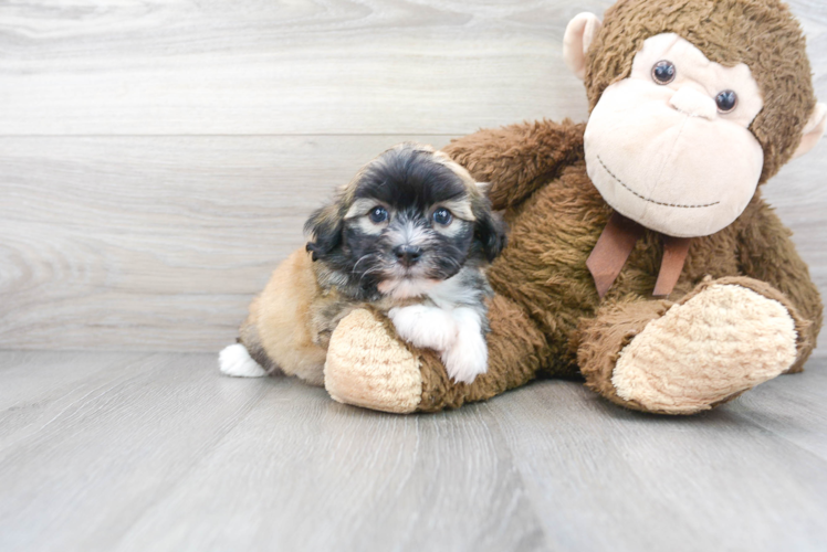 Little Havanese Purebred Pup