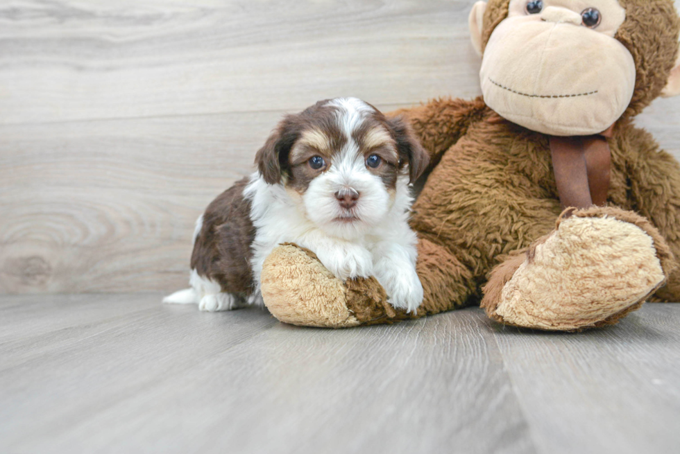 Best Havanese Baby