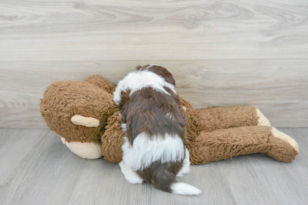 Adorable Havanese Purebred Puppy