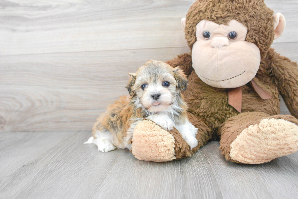 Akc Registered Havanese Baby