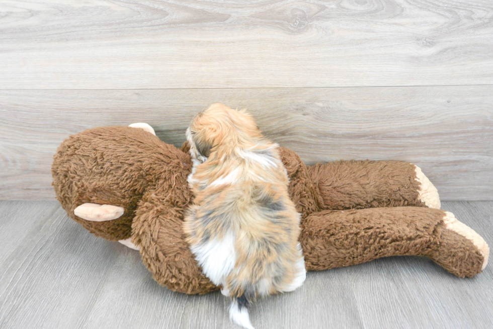 Hypoallergenic Havanese Baby