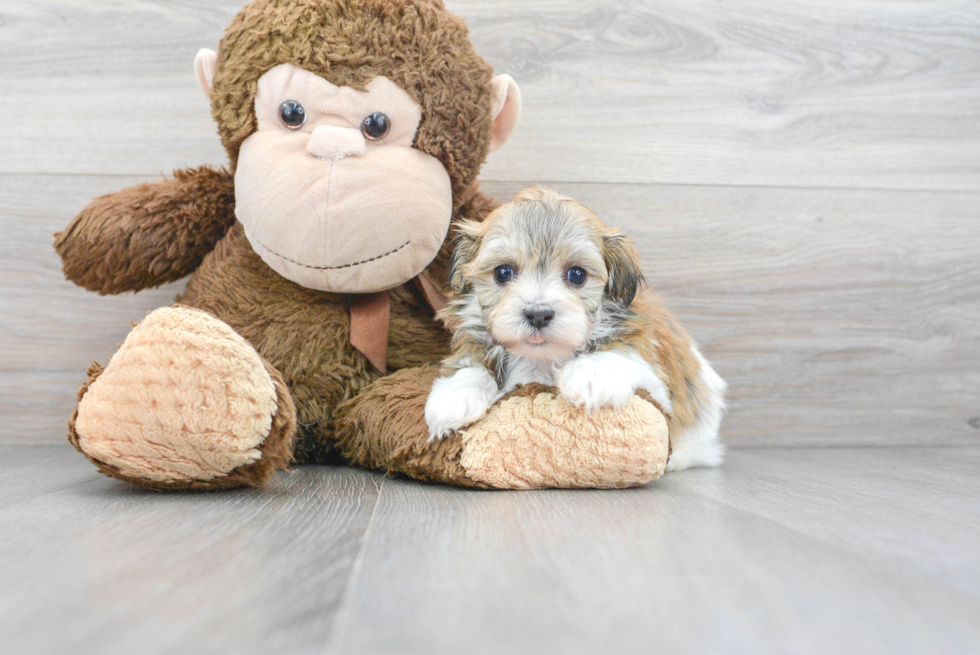 Hypoallergenic Havanese Purebred Pup