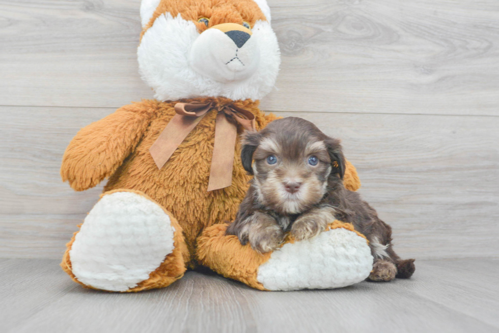 Havanese Puppy for Adoption