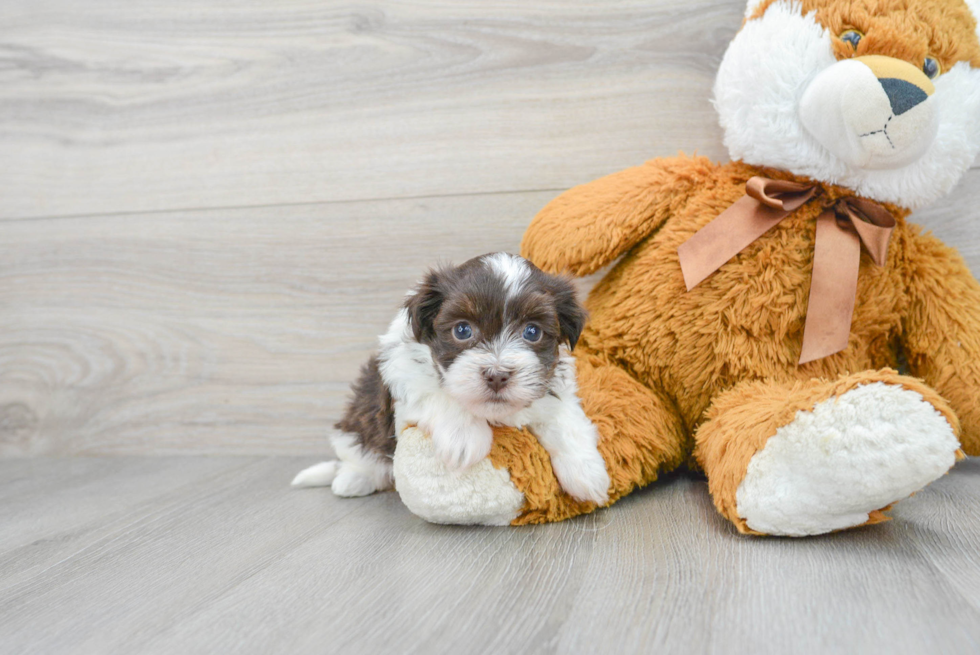 Best Havanese Baby