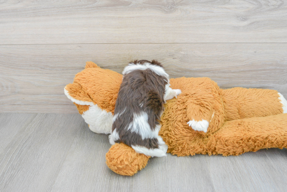 Hypoallergenic Havanese Baby