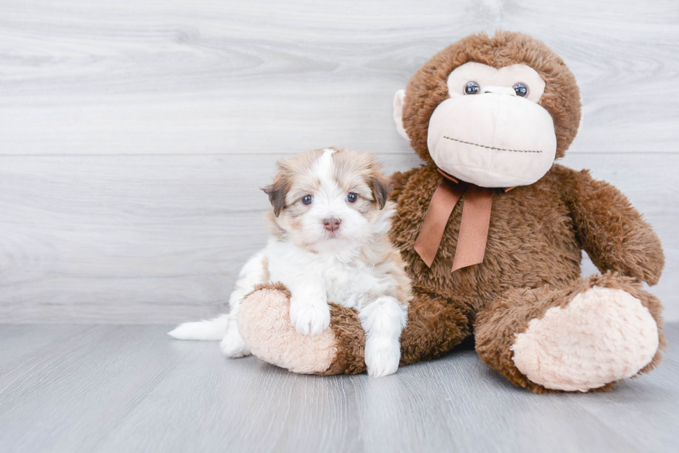 Energetic Havanese Purebred Puppy