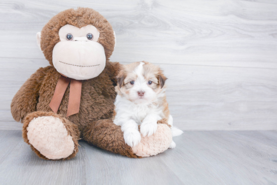 Hypoallergenic Havanese Baby