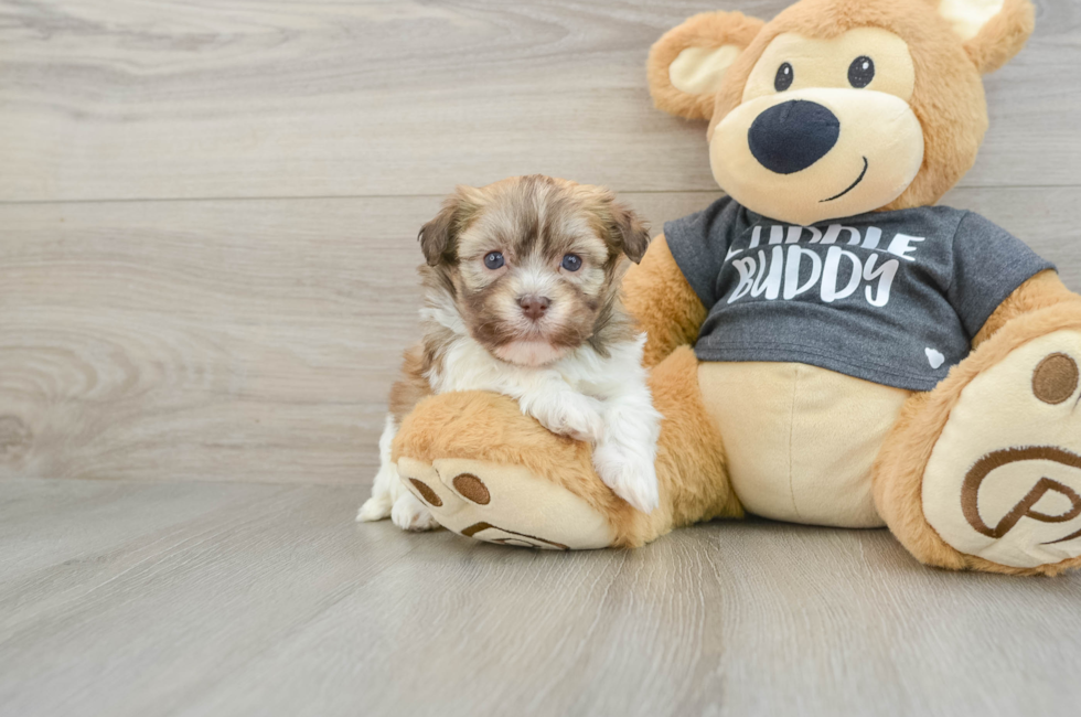 5 week old Havanese Puppy For Sale - Premier Pups