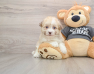 5 week old Havanese Puppy For Sale - Premier Pups