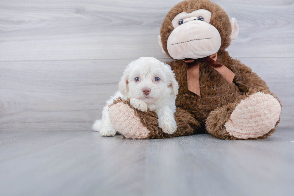 Havanese Puppy for Adoption