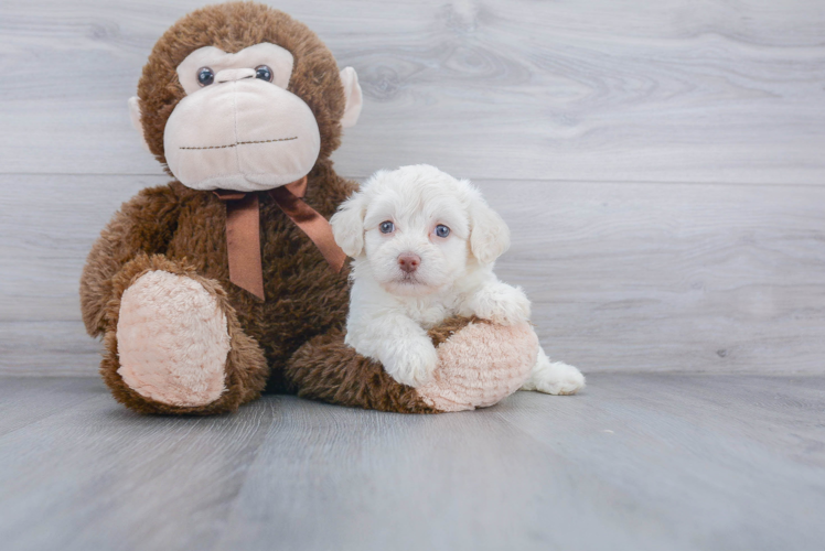 Havanese Pup Being Cute