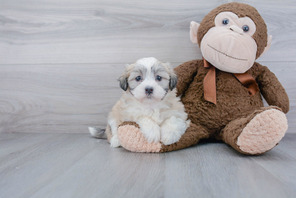 Havanese Puppy for Adoption