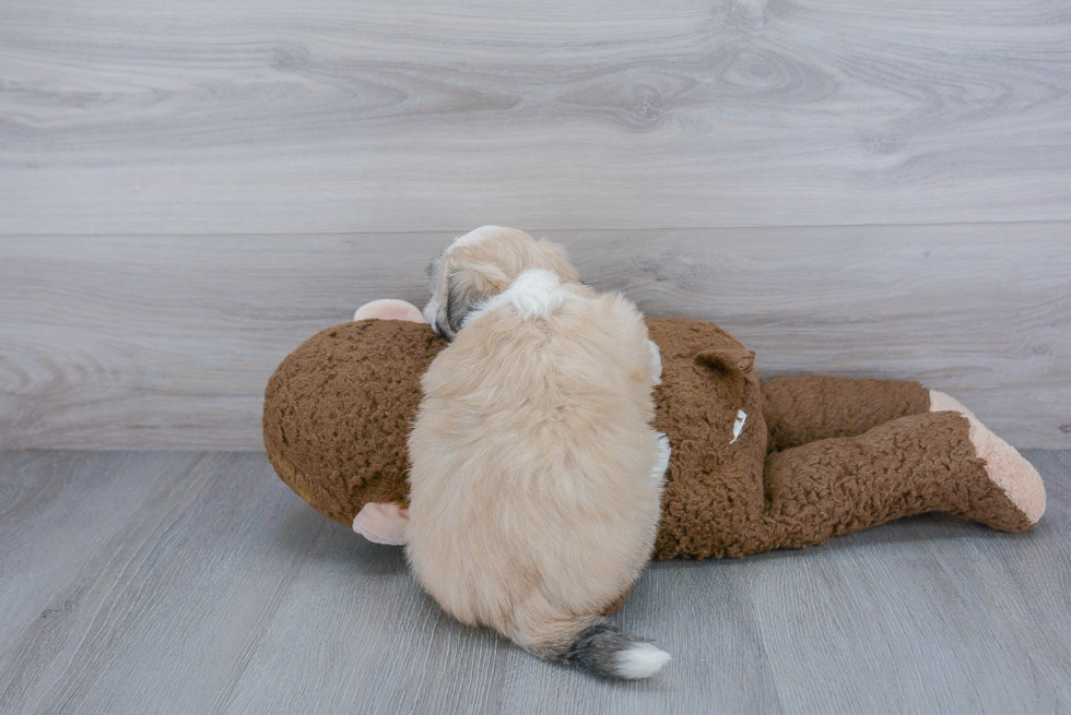 Fluffy Havanese Purebred Puppy