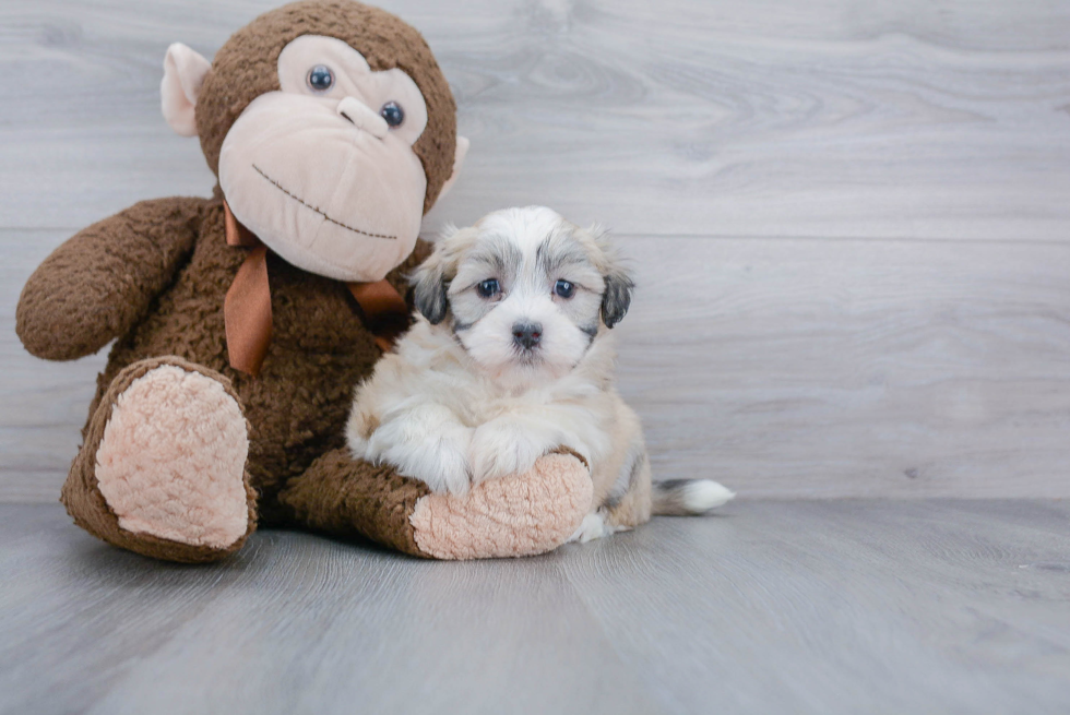 Havanese Pup Being Cute