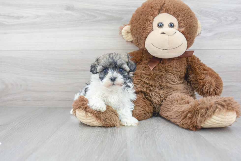 Havanese Puppy for Adoption