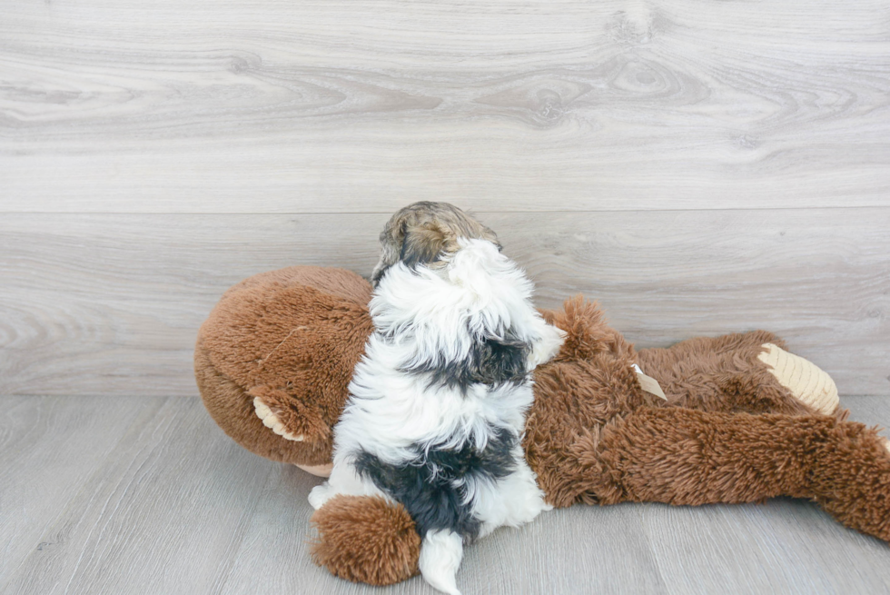 Happy Havanese Purebred Puppy