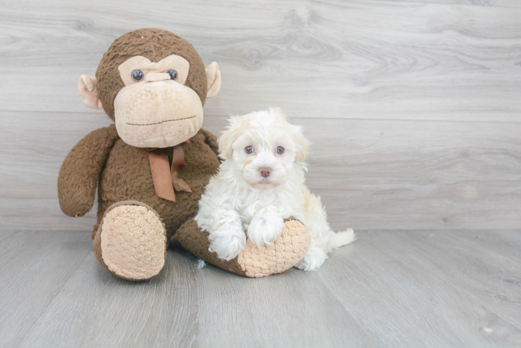 Small Havanese Baby