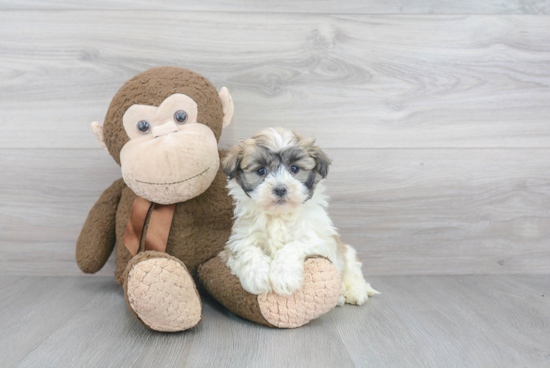 Popular Havanese Purebred Pup