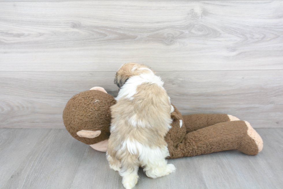 Havanese Pup Being Cute