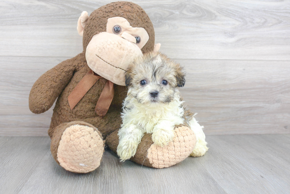 Havanese Puppy for Adoption