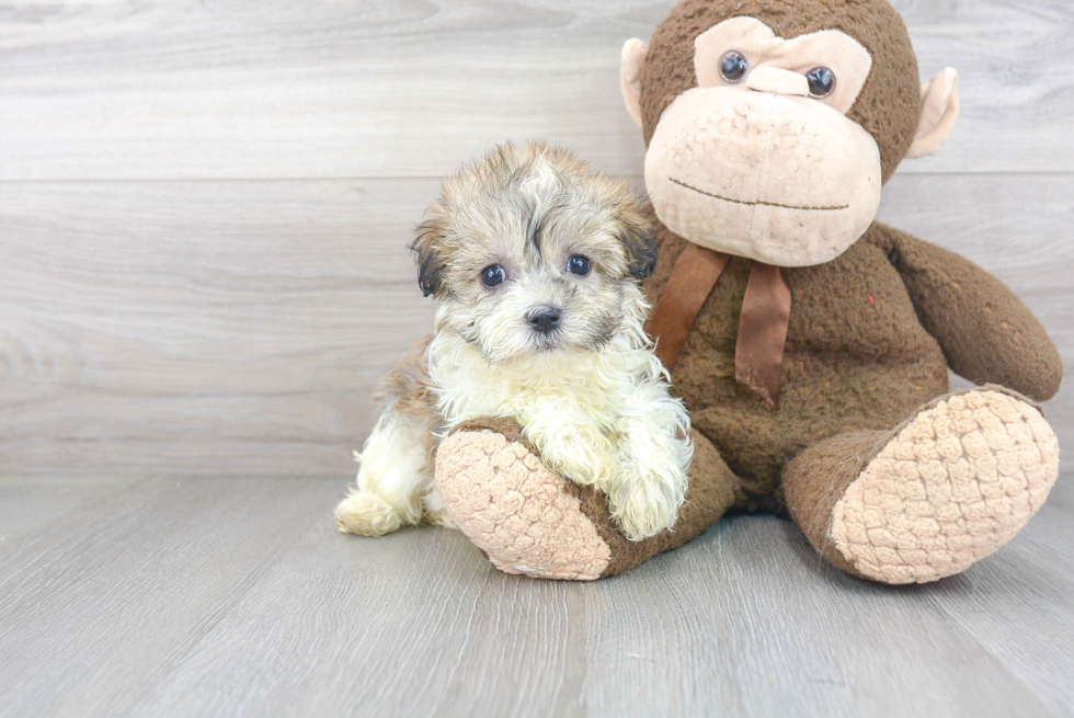 Havanese Pup Being Cute