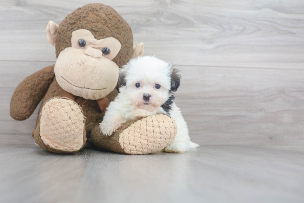 Sweet Havanese Purebred Puppy