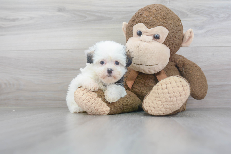 Smart Havanese Purebred Puppy