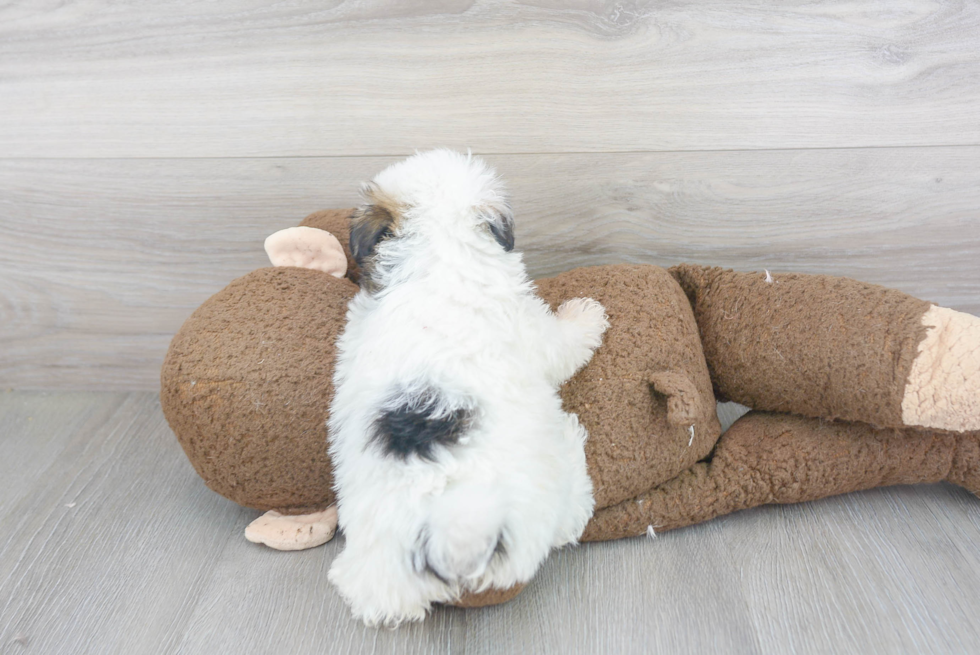 Havanese Pup Being Cute