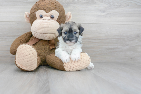 Friendly Havanese Purebred Pup