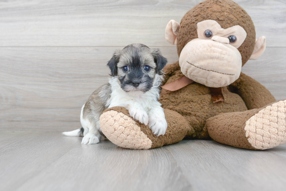 Havanese Pup Being Cute