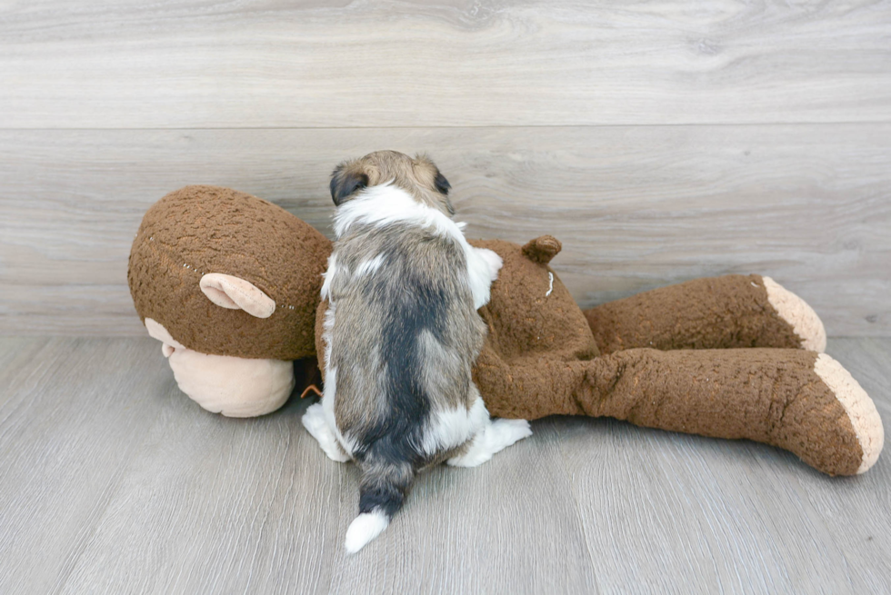 Small Havanese Baby