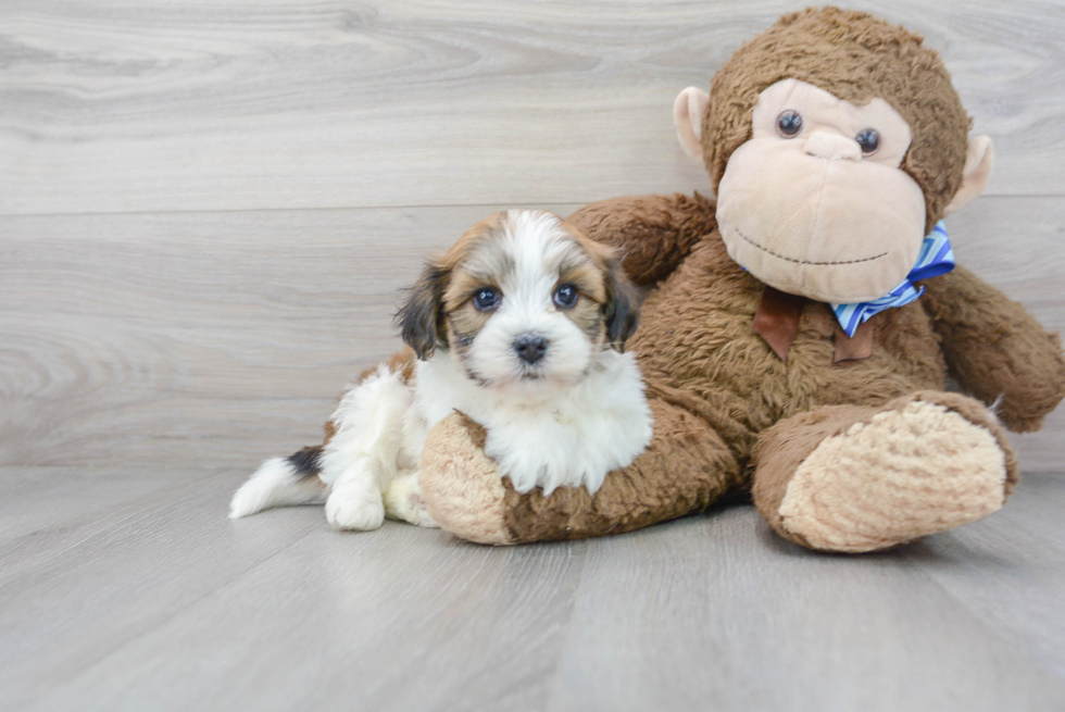 Playful Havanese Purebred Pup