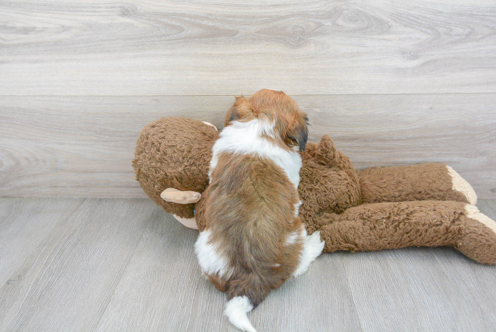 Havanese Pup Being Cute