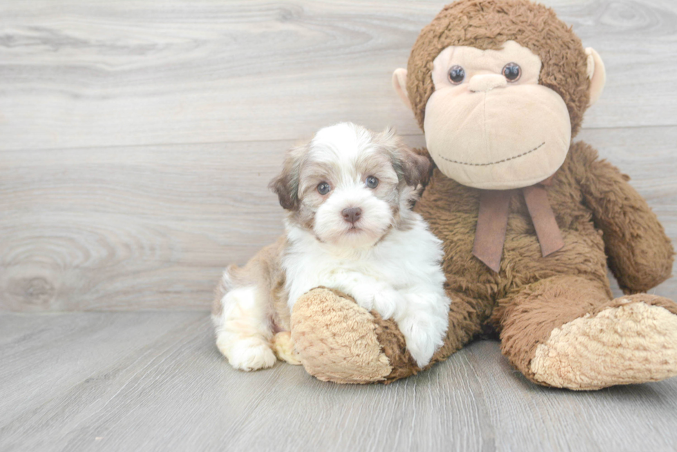 Best Havanese Baby